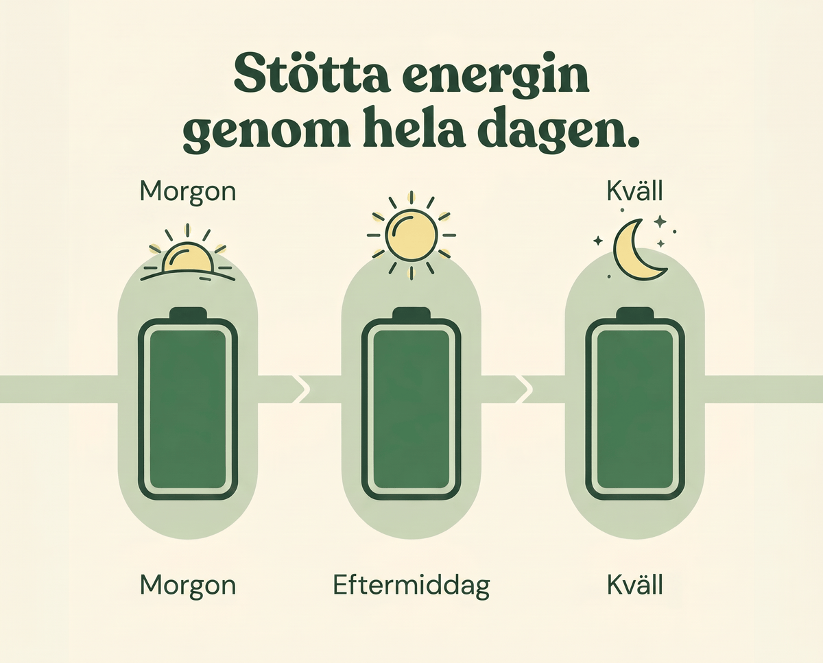 Stabil energi genom hela dagen.